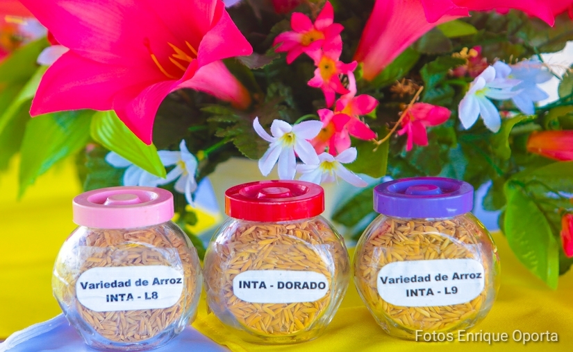 arroz